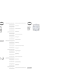 Thumbnail Image 3 of Lab-Created Diamonds by KAY Solitaire Stud Earrings 1/2 ct tw 14K White Gold (F/SI2)